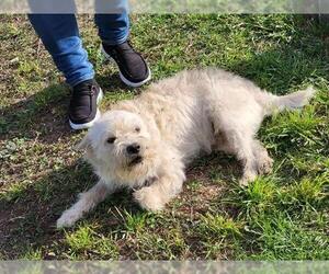 Mutt Dogs for adoption in San Antonio, TX, USA