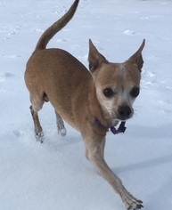 Chihuahua Dogs for adoption in Orleans, VT, USA