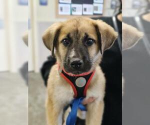 Anatolian Shepherd-Unknown Mix Dogs for adoption in Rockwall, TX, USA