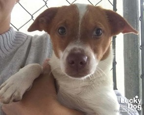 Chiweenie Dogs for adoption in Washington, DC, USA