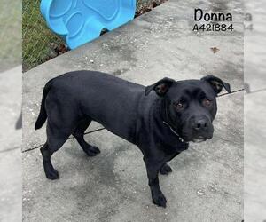 Mutt Dogs for adoption in Conroe, TX, USA