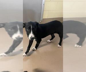 American Pit Bull Terrier Dogs for adoption in Riverside, CA, USA
