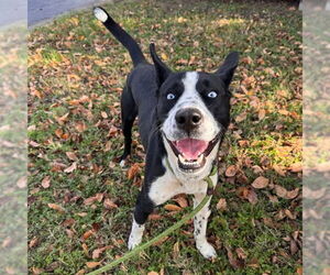 Dalmatian-Siberian Husky Mix Dogs for adoption in Murfreesboro, TN, USA