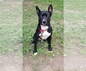 American Pit Bull Terrier-German Shepherd Dog Mix Dogs for adoption in Woodbridge, VA, USA