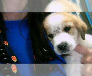 Anatolian Shepherd Dogs for adoption in Tulsa, OK, USA