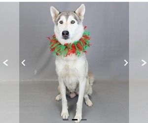 Mutt Dogs for adoption in Shelburne, VT, USA