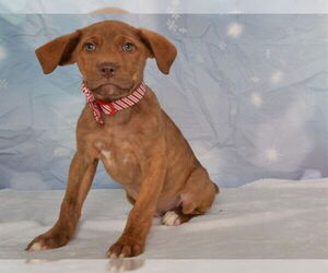 Boxer-German Shepherd Dog Mix Dogs for adoption in Oroville, CA, USA