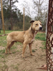 Bullboxer Pit Dogs for adoption in Orangeburg, SC, USA