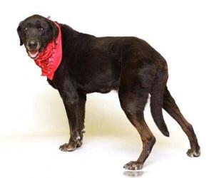 Labrador Retriever Dogs for adoption in Sanford, FL, USA