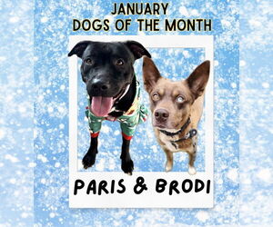 American Pit Bull Terrier-Unknown Mix Dogs for adoption in Rockaway, NJ, USA