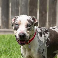 Catahoula Leopard Dog Dogs for adoption in Houston, TX, USA