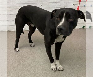 Mutt Dogs for adoption in San Bernardino, CA, USA