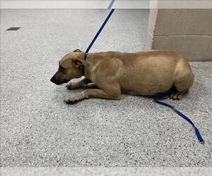 Black Mouth Cur-Boxer Mix Dogs for adoption in Conroe, TX, USA