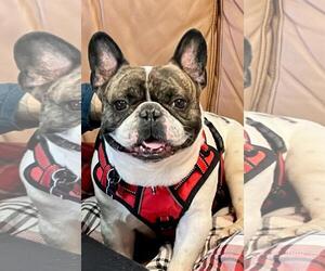French Bulldog Dogs for adoption in Spring Lake, NJ, USA