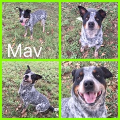 Mutt Dogs for adoption in Alvarado, TX, USA