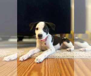 Retriever -Unknown Mix Dogs for adoption in Virginia Beach, VA, USA