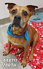 Boxer-Unknown Mix Dogs for adoption in San Antonio, TX, USA