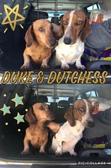 Dachshund Dogs for adoption in Scottsdale , AZ, USA