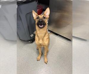 German Shepherd Dog Dogs for adoption in San Martin, CA, USA