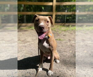 American Pit Bull Terrier-Labrador Retriever Mix Dogs for adoption in Sykesville, MD, USA