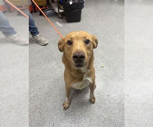 Labrador Retriever-Unknown Mix Dogs for adoption in Pasadena, TX, USA