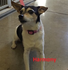 Rat Terrier Dogs for adoption in Knoxville, IA, USA