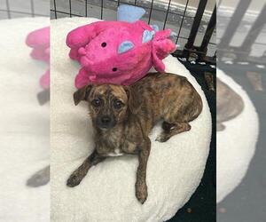 Chihuahua Dogs for adoption in Sugar Land, TX, USA