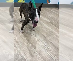 Bull Terrier Dogs for adoption in Pearland, TX, USA