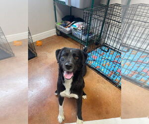 Border-Aussie Dogs for adoption in Bolivar, MO, USA