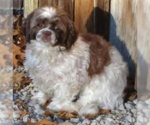 Shih Tzu Dogs for adoption in Cabool, MO, USA