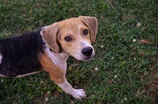 Medium Photo #1 Beagle Puppy For Sale in Athens, AL, USA