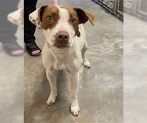 Mutt Dogs for adoption in St. Cloud, FL, USA