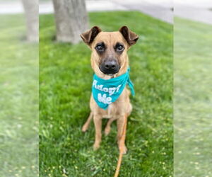 Chihuahua-Unknown Mix Dogs for adoption in Salt Lake City, UT, USA