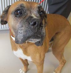 Boxer Dogs for adoption in Johnson City, TN, USA