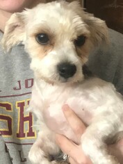 Havanese Dogs for adoption in Cuba, NY, USA