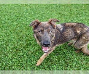 German Shepherd Dog-Unknown Mix Dogs for adoption in Belleville, MI, USA