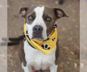American Staffordshire Terrier-Unknown Mix Dogs for adoption in San Antonio, TX, USA