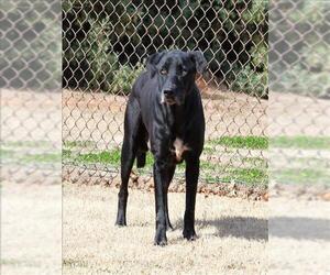 Labrador Retriever Dogs for adoption in Grovetown, GA, USA