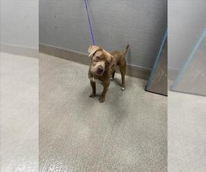 Basset Hound-Unknown Mix Dogs for adoption in Las Vegas, NV, USA