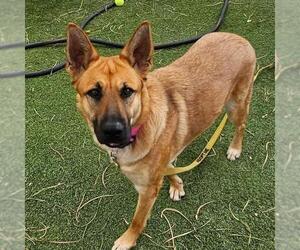German Shepherd Dog-Unknown Mix Dogs for adoption in Las Vegas, NV, USA