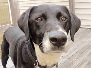 Labrador Retriever-Unknown Mix Dogs for adoption in Maryville, TN, USA