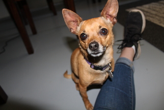 Chihuahua Dogs for adoption in Howell, MI, USA