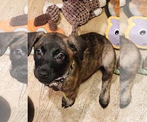 German Shepherd Dog-Unknown Mix Dogs for adoption in Incline Village, NV, USA