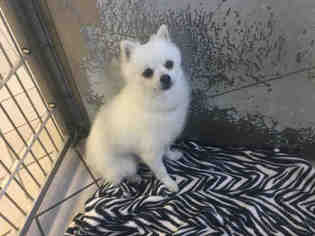 Pomeranian Dogs for adoption in Canfield, OH, USA