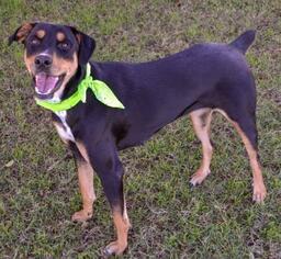 Rottweiler Dogs for adoption in Arlington, TX, USA