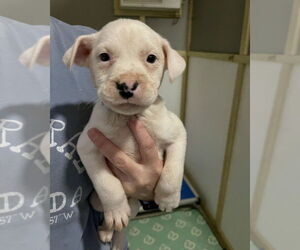 American Staffordshire Terrier-Staffordshire Bull Terrier Mix Dogs for adoption in Brewster, NY, USA