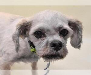 Lhasa Apso Dogs for adoption in Fort Collins, CO, USA