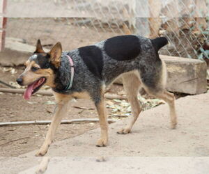 Texas Heeler Dogs for adoption in El Centro, CA, USA