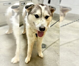Siberian Husky-Unknown Mix Dogs for adoption in Forestville, MD, USA