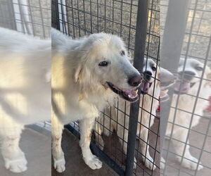 Great Pyrenees Dogs for adoption in Winter Park, CO, USA